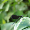 P9180028