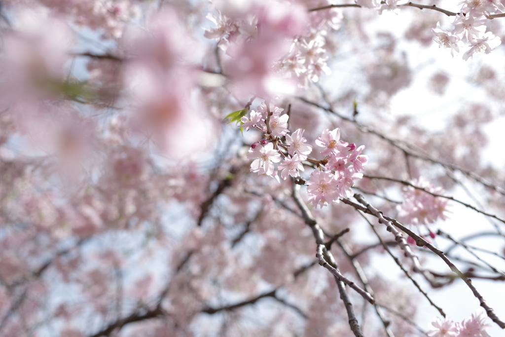 しだれ桜