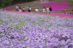 芝桜