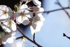 桜