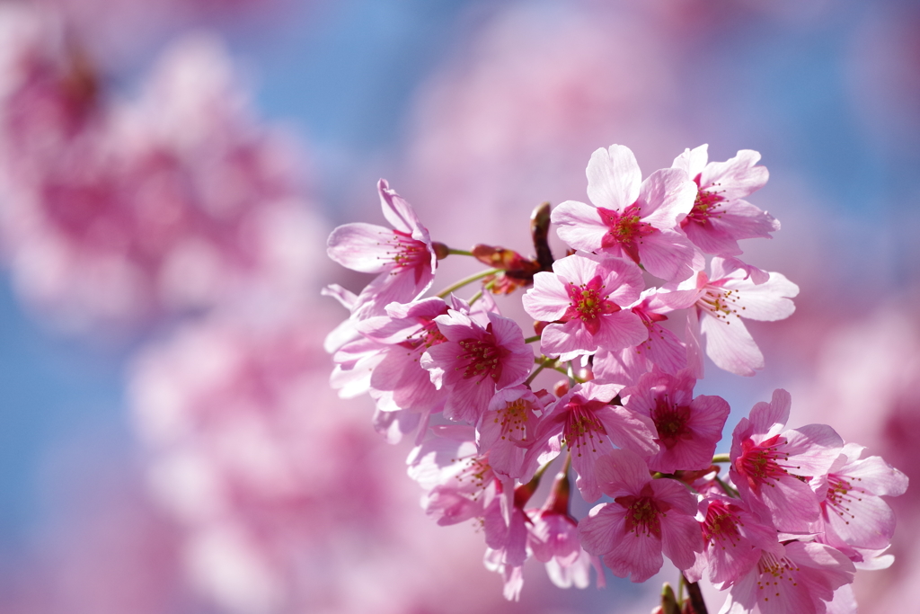 桜