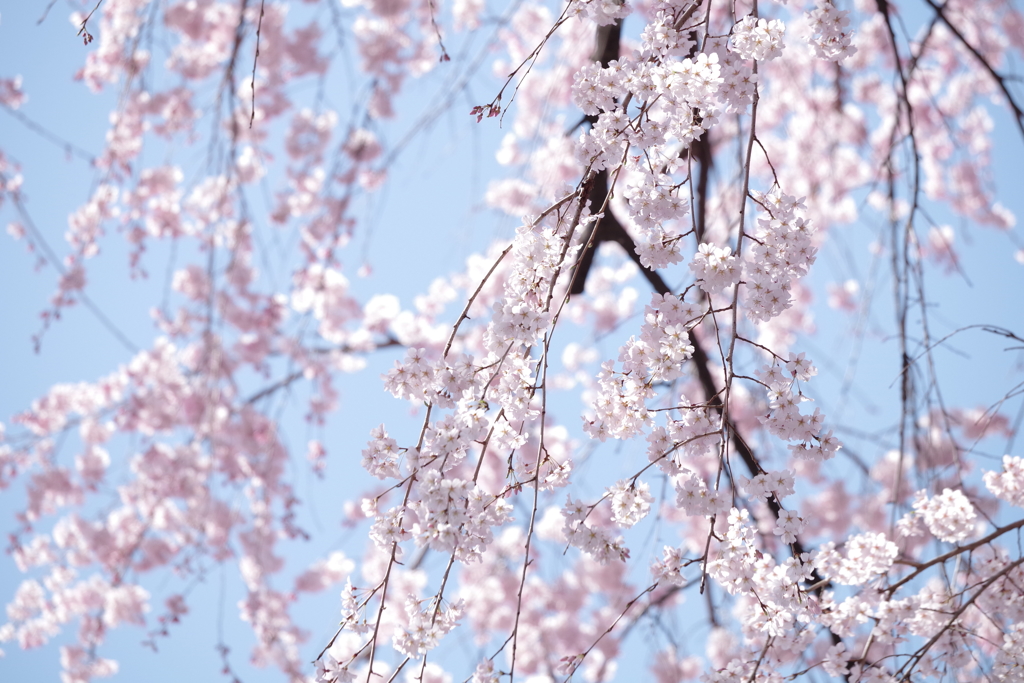 しだれ桜