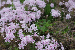 芝桜