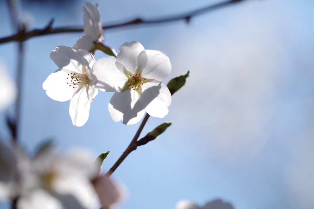 桜