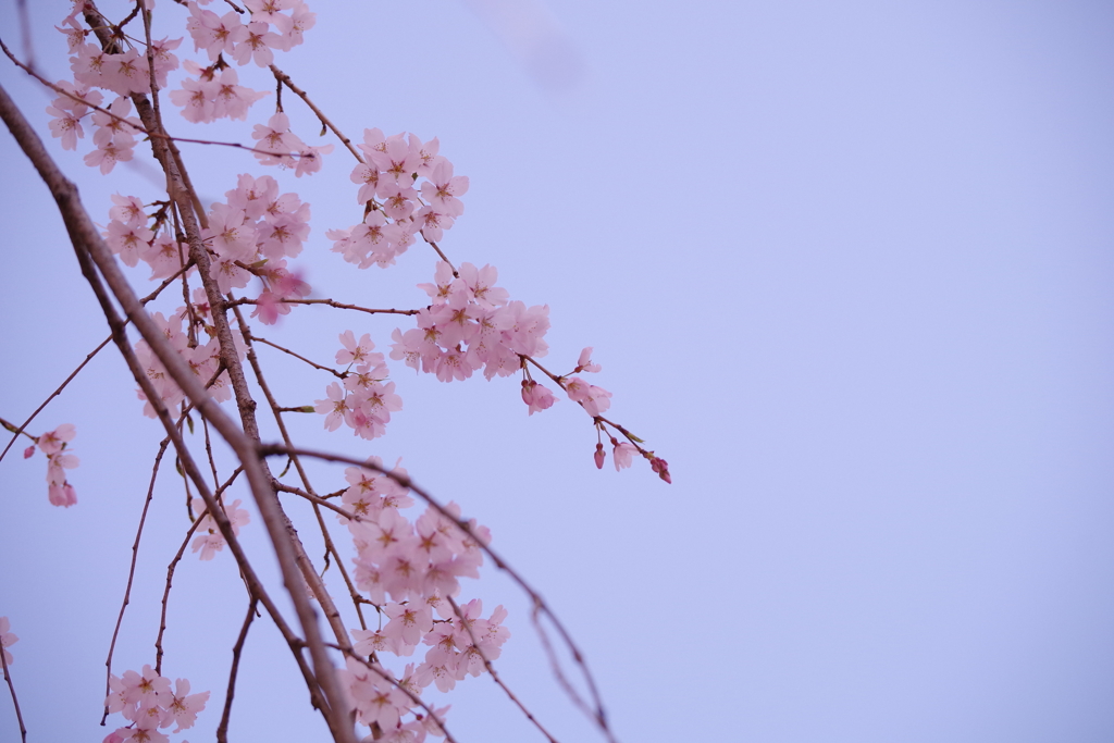 しだれ桜