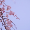 しだれ桜