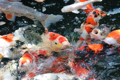 鯉
