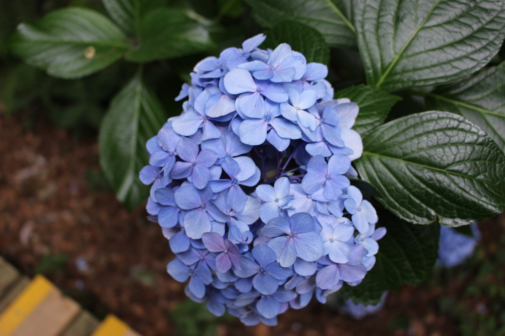 紫陽花
