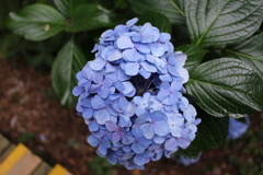 紫陽花