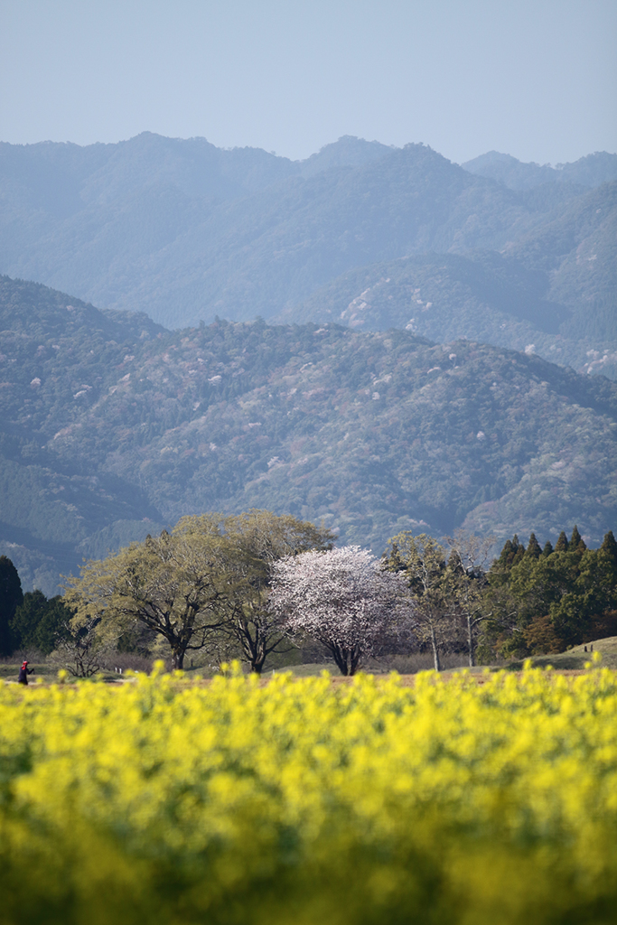 桜