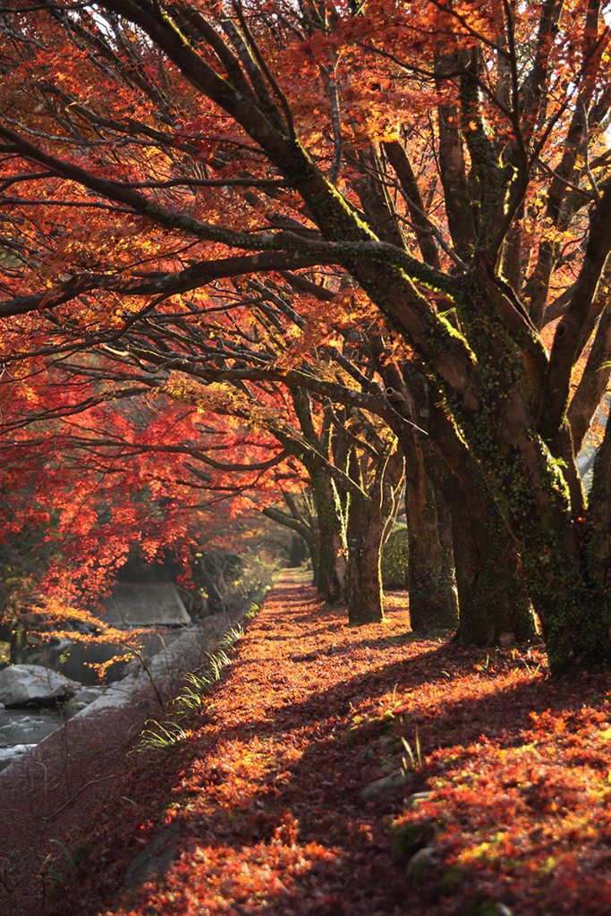 2018紅葉5