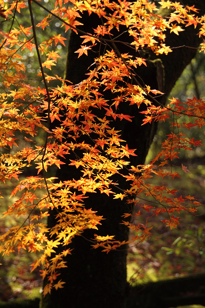 紅葉