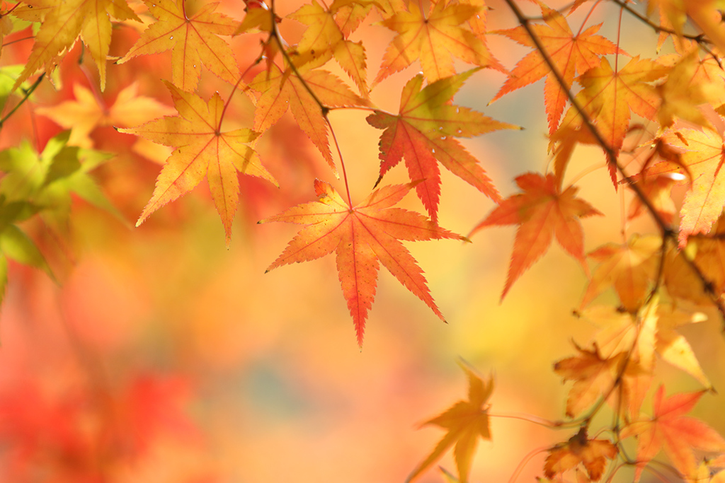 紅葉_1