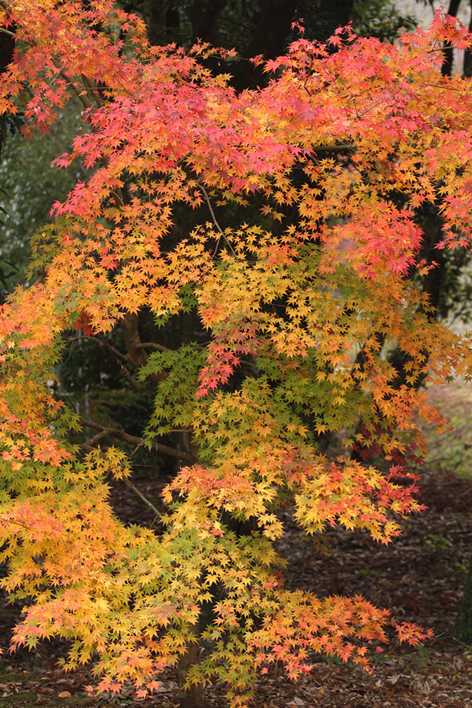 2018紅葉1