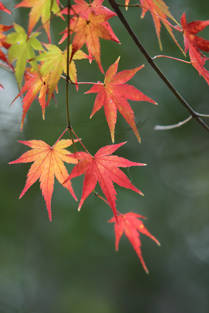 紅葉