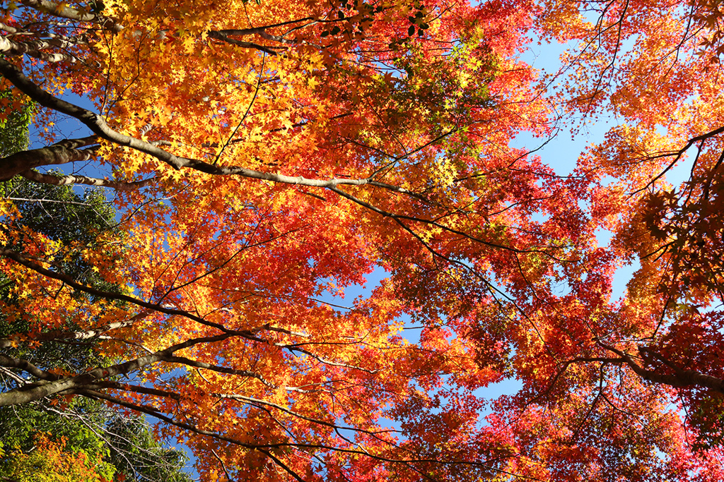 紅葉_3