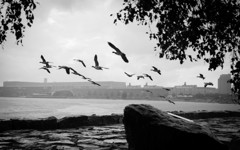 Fly away.