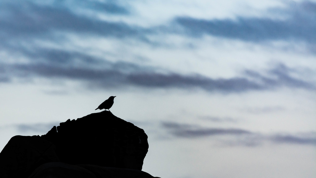 Learn to Fly