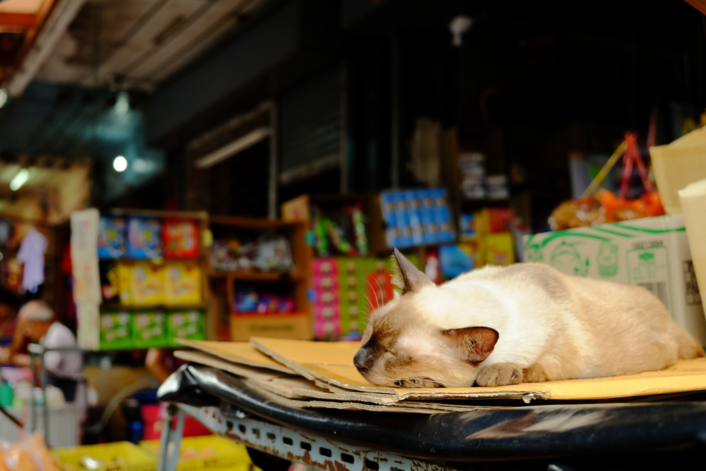 看板ねこ　２