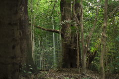 石清水八幡宮