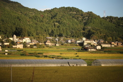 田んぼ