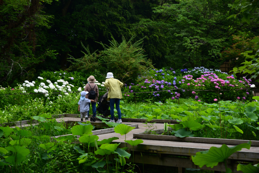 240620京都植物園40