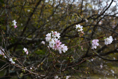 2501104京都御苑12