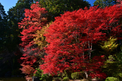 231121a善峯寺57