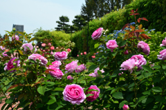 250523a浜寺公園30