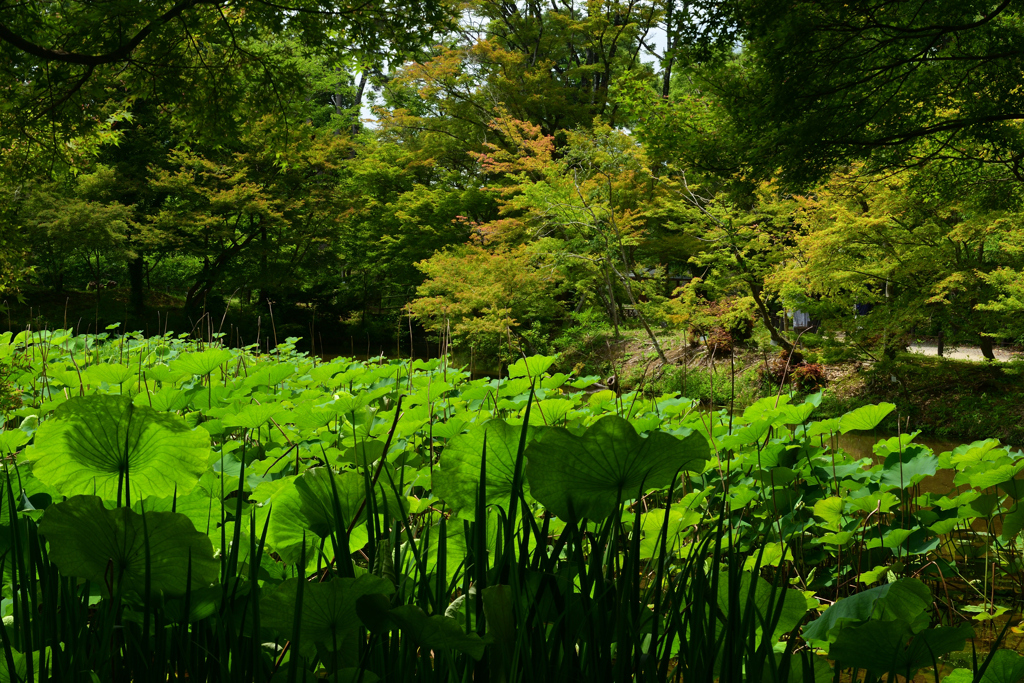 230613京都植物園60