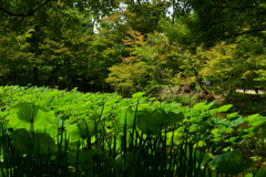 230613京都植物園60