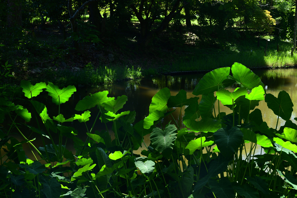 250902京都植物園47