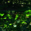 250902京都植物園47