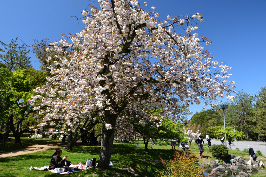 210410b京都御苑20