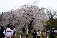 240402j円山公園12