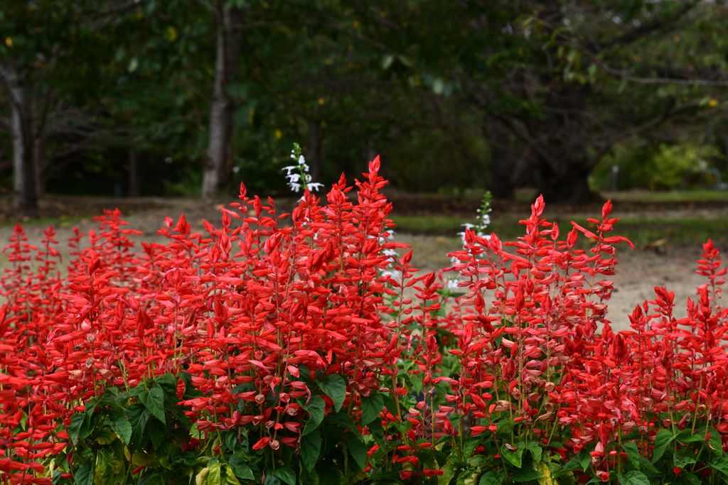 230919京都植物園54
