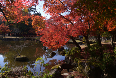241210d奈良公園16