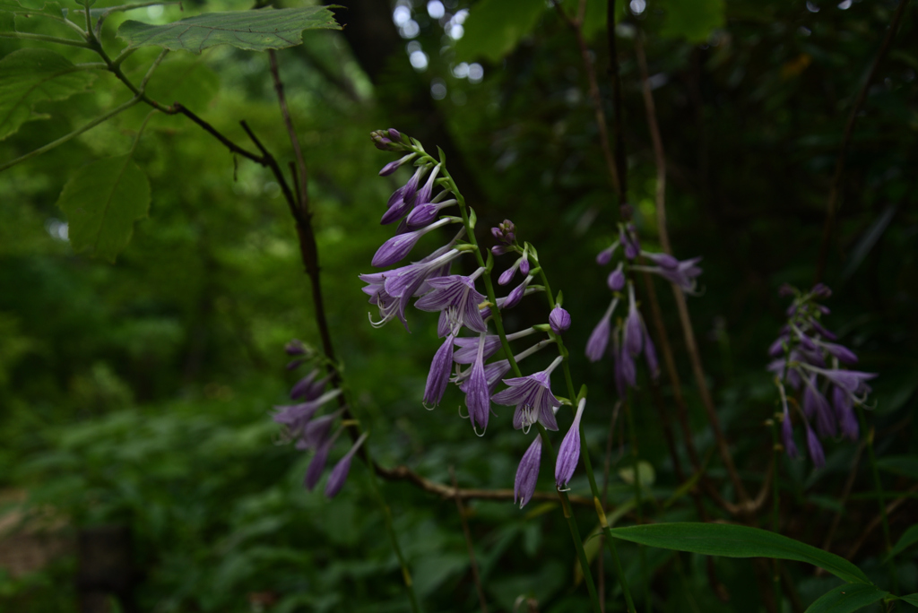 210811京都植物園14