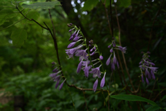 210811京都植物園14