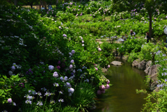 190620長居植物園17