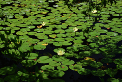 200810馬見丘陵公園44