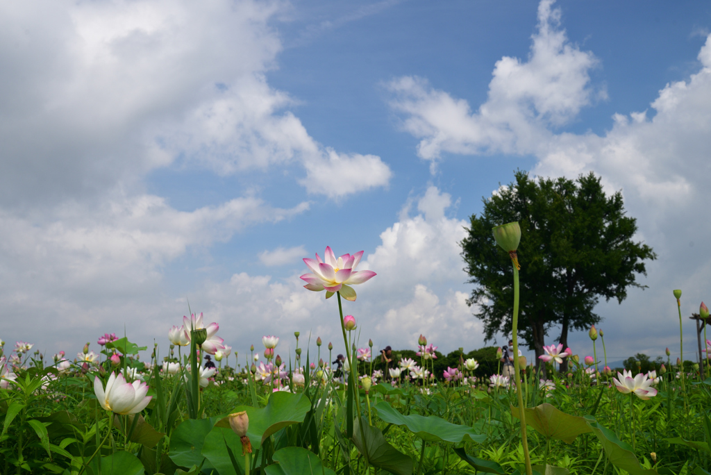 220720a藤原宮跡33