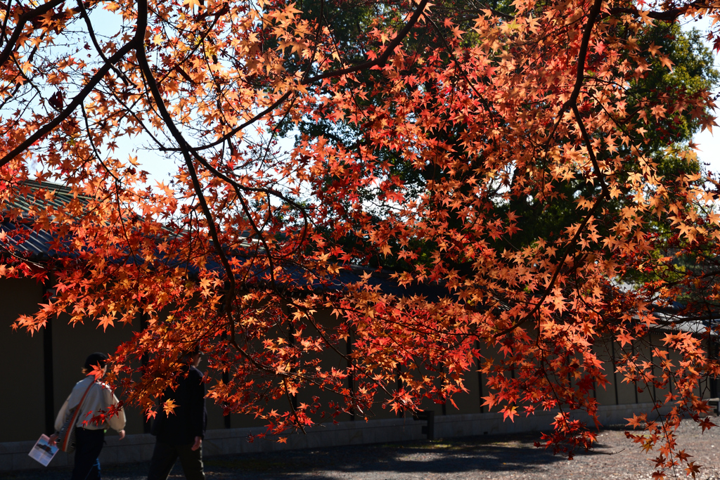 231214京都御苑17