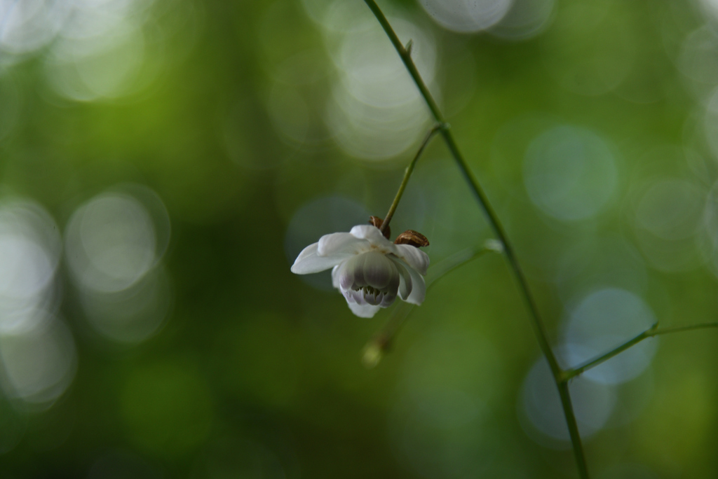 240823京都植物園19