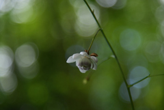 240823京都植物園19