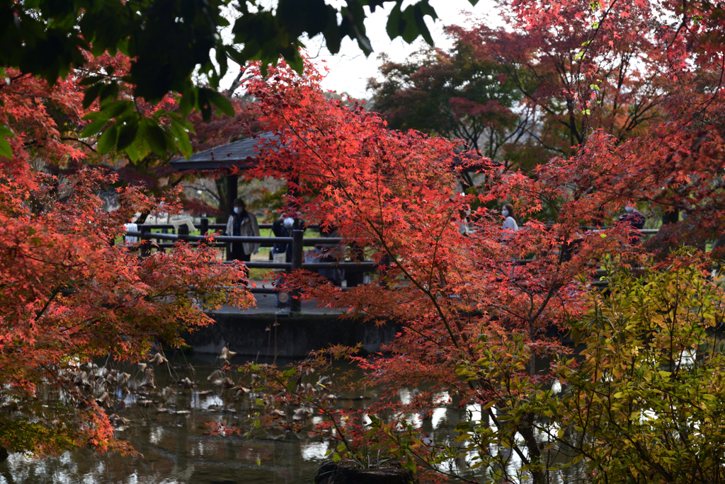 211116京都植物園33
