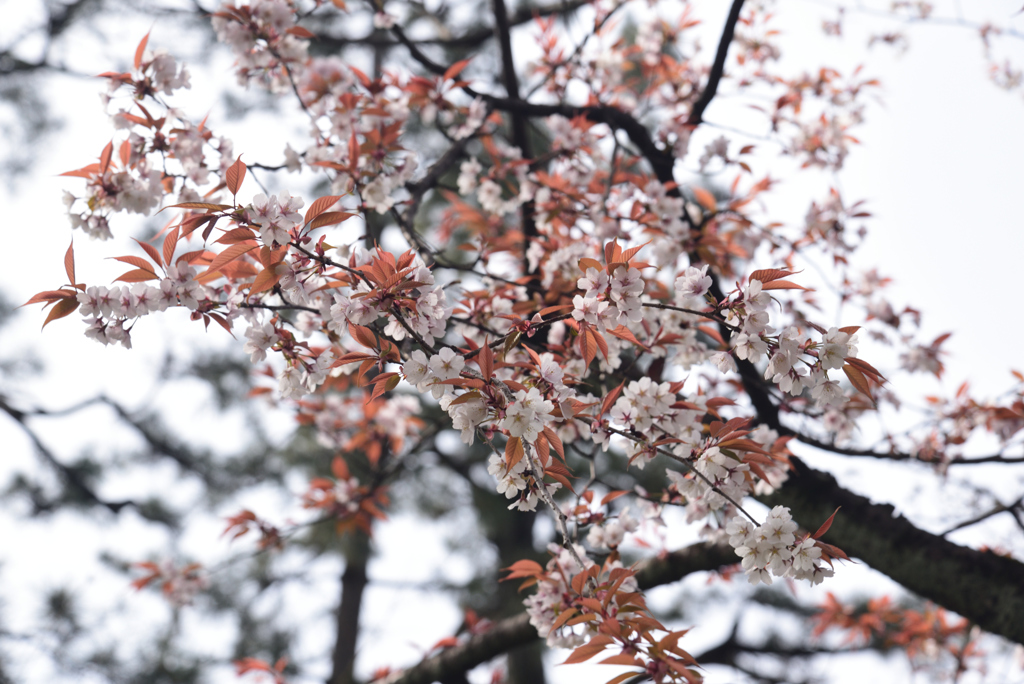 200313京都御苑05