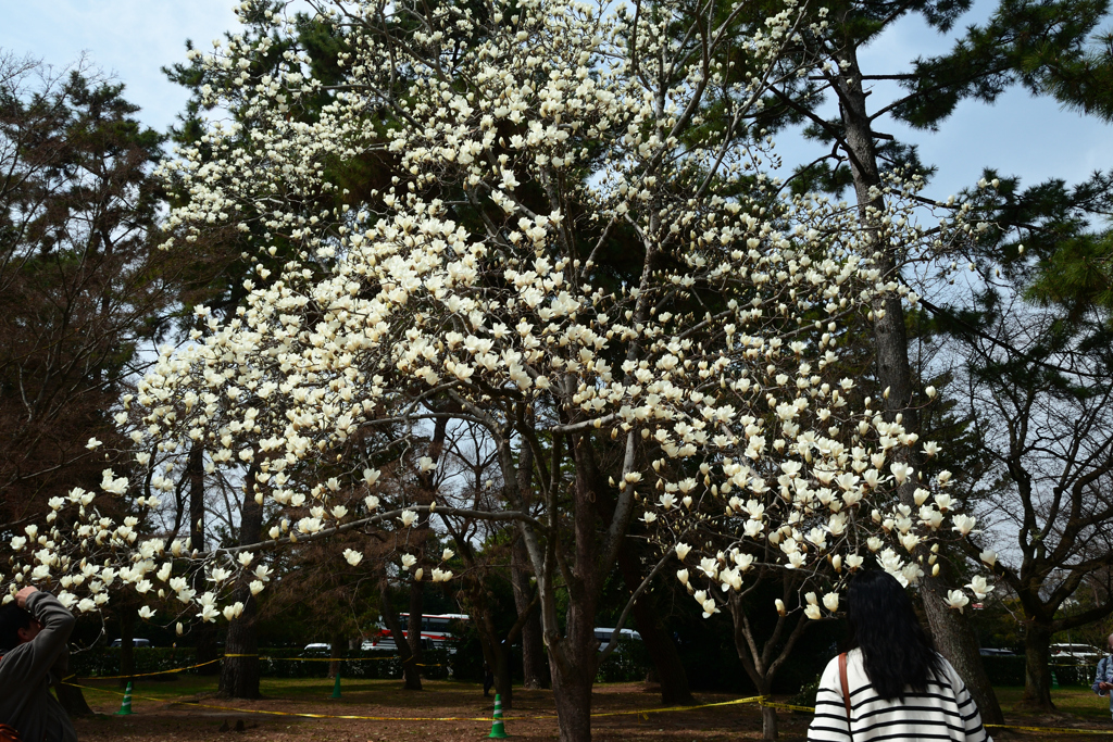 250325a京都御苑32