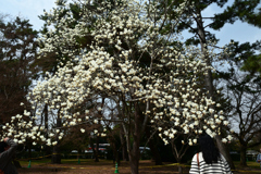 250325a京都御苑32