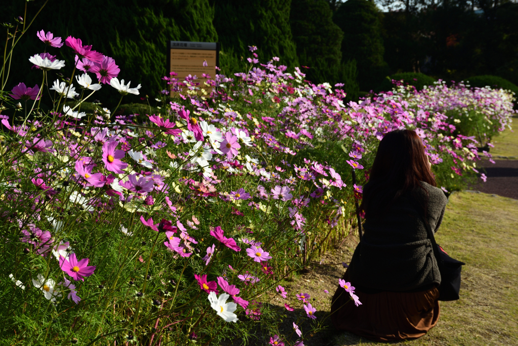 191116b京都植物園36